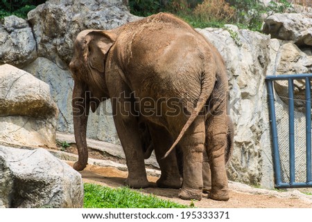 Mother and baby elephant in Chiangmai Zoo , Thailand