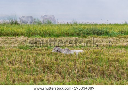 Cow and birds in the field