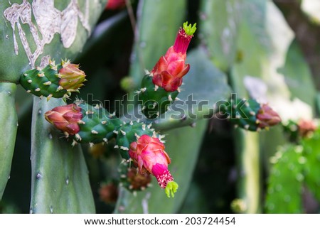 Prickly Pear Cactus, pink flower