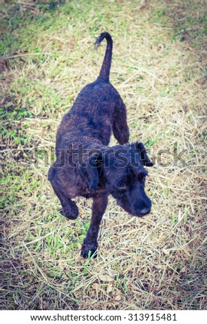Black shaggy dog walk in Dry lawn