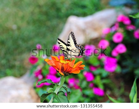 A yellow swallowtail butterfly on an orange zinnia. Yellow Swallowtail Butterfly on Orange Zinnia