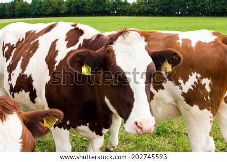cows on the field, grazing, milk, dairy products