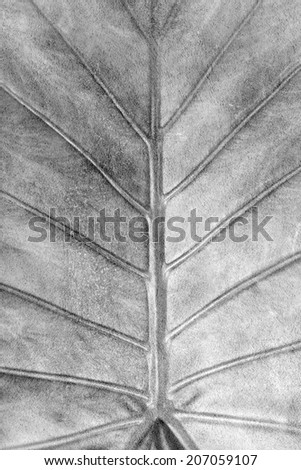 Detail of the veins of a leaf textured stone