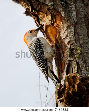Red-bellied Woodpecker (Melanerpes carolinus) carving out a nest cavity.  Shot at Brazos Bend State Park near Houston, Texas.