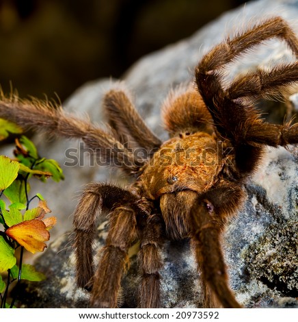 A Texas Brown Tarantula (Aphonopelma hentzi).  Shot at Lost Maples State Natural Area along the East Trail.  Park is located at Vanderpool, Texas, in the Texas Hill Country.