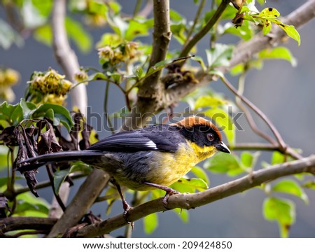 Rufous-Naped Brush-Finch (Atlapetes latinuchus latinuchus) photographed in Parque Nacional Cajas in the Andes mountains of Ecuador near the city of Cuenca.