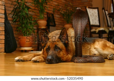 German shepherd dog above wooden snake