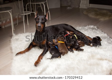 Black Doberman dog with puppies indoors