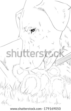 Doberman puppy playing with teddy bear toy, pencil drawing