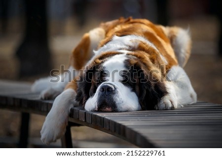 Similar – Image, Stock Photo Bernard mountain dog with broken tusks