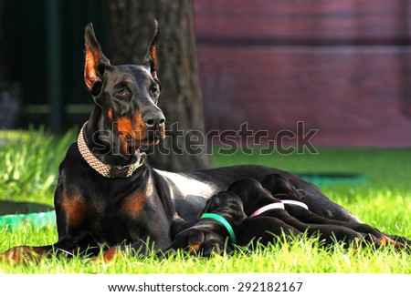 Doberman Dogs family on the grass
