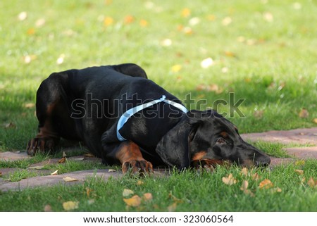 Doberman dog puppy lying  on the grass outdoors