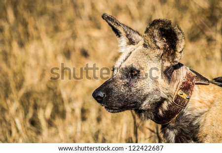 African wild dog side portrait
