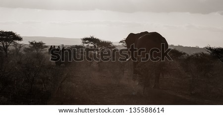 African Elephant Bull at sunset in South Africa