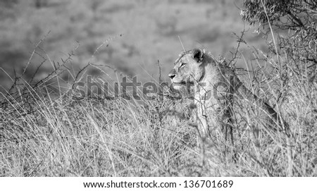 South African lioness looking off into the distance