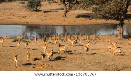 South African male lion stalking prey at a waterhole