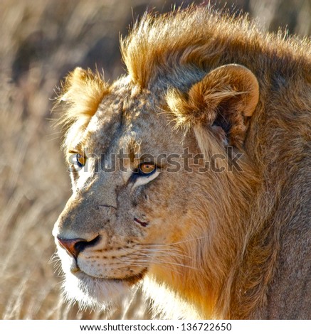 South African Lion with scar