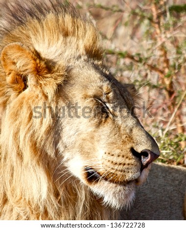 South African Lion male side profile winking