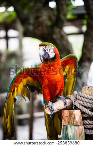 Beautifully colored parrot