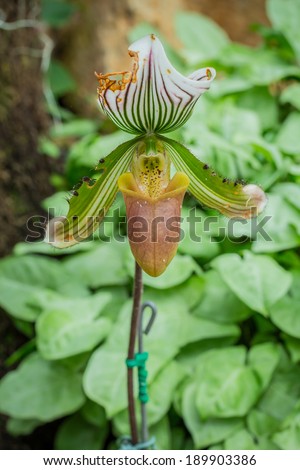 Lady\'s slipper orchid. Paphiopedilum Callosum.