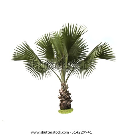 Palm Tree On A White Background Stock Photo 514229941 : Shutterstock