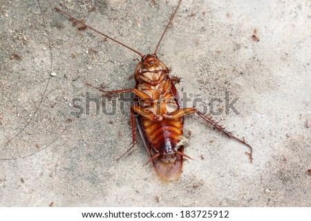 dead of cockroach on the floor.
