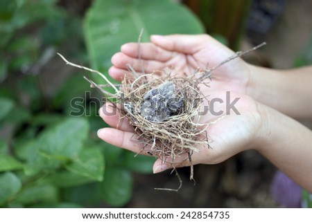 Baby birds in a nest on a woman\'s hand.