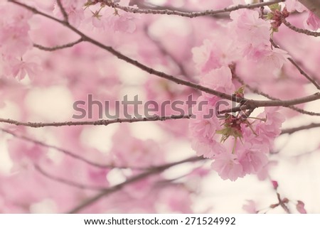 Sakura or cherry Blossom in color Vintage style for background.