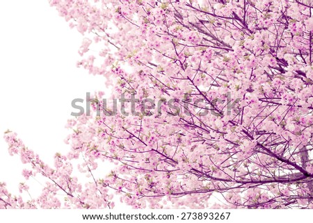 cherry Blossoms or Pink Sakura for soft color flower background.