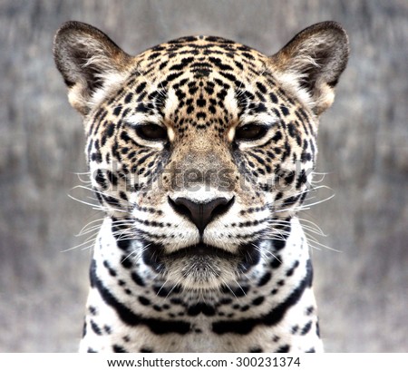 leopard staring at the camera with a straight face.