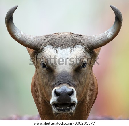 bison staring at the camera with a straight face.