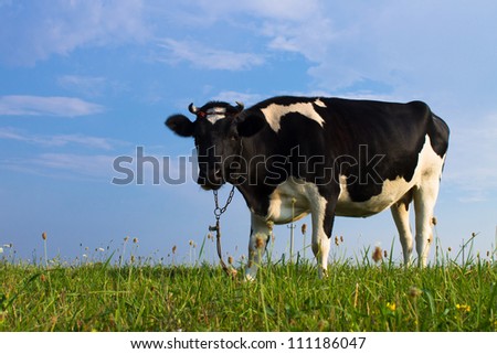 Black and white cow on green grass and blue sky background