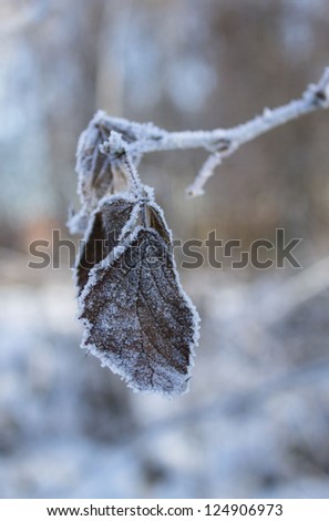 one frozen leaf on blue winter background