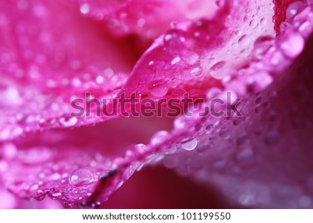 Close-up of rose flower with dew drops. Pink color.