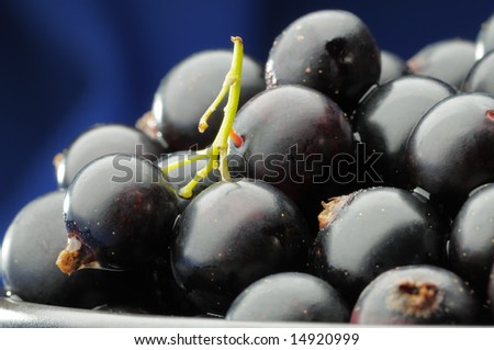 Black currants on the blue background. Narrow depth of field.