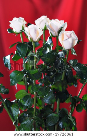 White roses on the red background. Narrow depth of field.