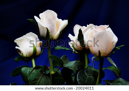 White roses on the blue background. Narrow depth of field.