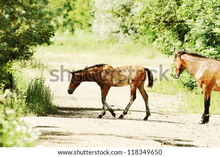 Horse on the country road. Narrow depth of field. Summer.