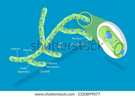 3D Isometric Flat Vector Conceptual Illustration of Fungi Cell, Educational Schema