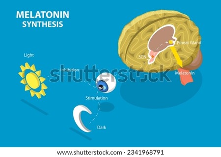 3D Isometric Flat Vector Conceptual Illustration of Melatonin Synthesis, Sleep-wake Cycle