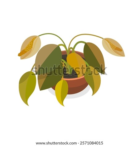 Image, Stock Photo three withered potted plants with tomatoes in front of urban facade