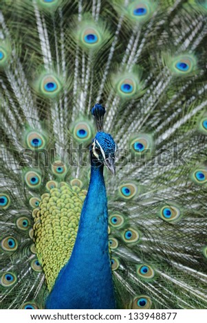 Peacock Dance closeup