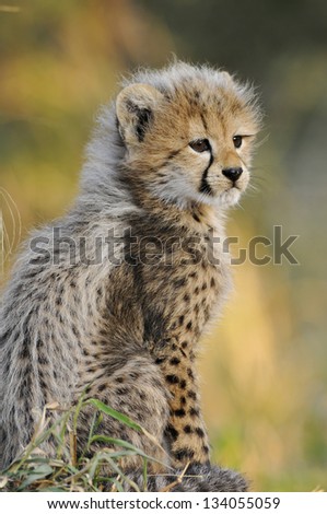 Baby Cheetah cub looking into the distance