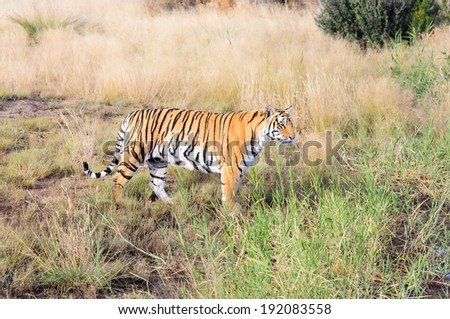 Tiger on the move