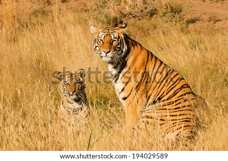 A tiger and its cub