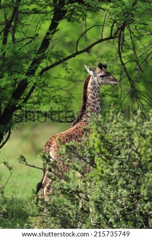 Portrait of a Masai Giraffe.  This is the world\'s tallest animal, and can reach heights of 5 meters!