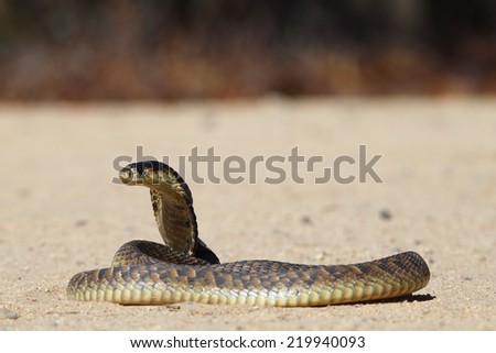 Portrait shot of a snouted or banded Cobra