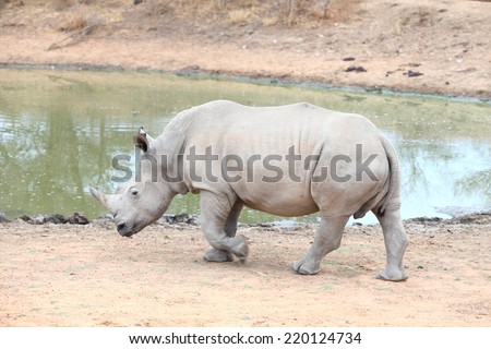 White Rhinoceros.  Famously categorized as one member of the Africa Big 5, the Rhino is relentlessly hunted and poached for its horn, which is popular with collectors and also served as medicine.
