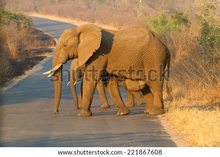 The African Elephant is the largest living land mammal in the world today, and can reach a weight of 7 tons.