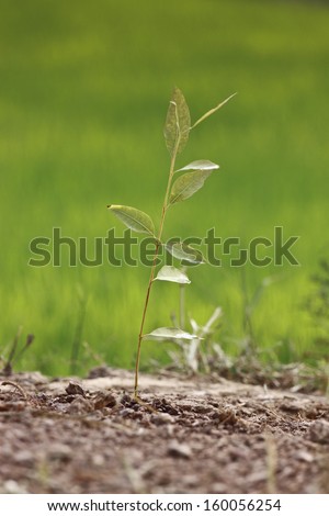 Eucalyptus tree Sprout, tree leaves